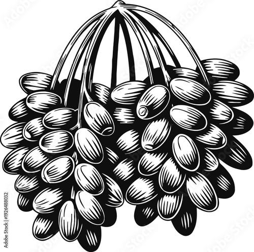 Juicy cluster of ripe dates hanging on stem fresh tropical fruit bunch for healthy eating and sweet natural snack concept