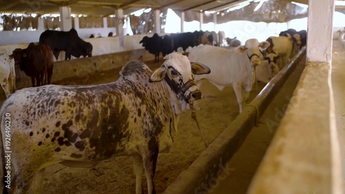 Cattle stand in a shaded livestock barn in Sindh, Pakistan, lined along a feeding trough inside a rural farm shed with warm afternoon light and dusty floor.