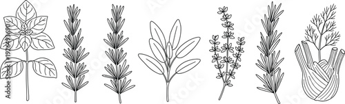 Collection of fresh culinary herb outlines featuring basil rosemary sage and thyme isolated on white background for kitchen and cooking