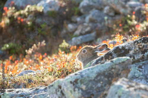 The mountain hare, Lepus timidus hiding behind the rocks on an early summer morning in Finnish nature near Saariselkä, Northern Finland