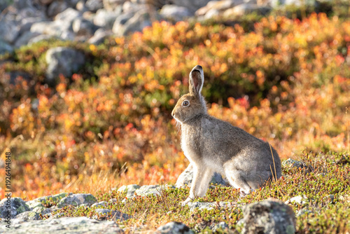 The mountain hare, Lepus timidus sitting on the ground on an early summer morning in Finnish nature near Saariselkä, Northern Finland