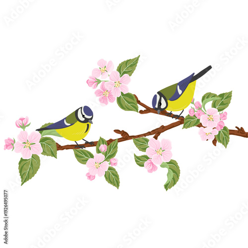 vector drawing bird, blue tits at spring flowering wild apple branch with pink flowers and green leaves, hand drawn wildlife illustration
