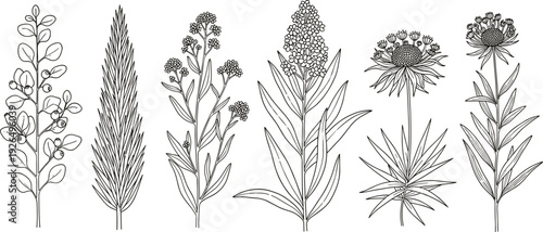 Collection of delicate botanical line art featuring wildflowers field blossoms and garden sprigs isolated on white background for nature inspired design