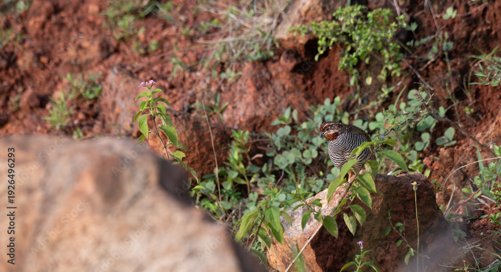 Fototapeta premium A Jungle Bush Quail standing on a large rock with brown and grey barred plumage with a distinct orange red throat patch. It id surrounded by vibrant green foliage and thorny branches