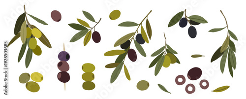 Olive branches with green and black olives isolated on white background. Flat botanical illustration. Different olive set. For packaging, Mediterranean food branding and natural product design
