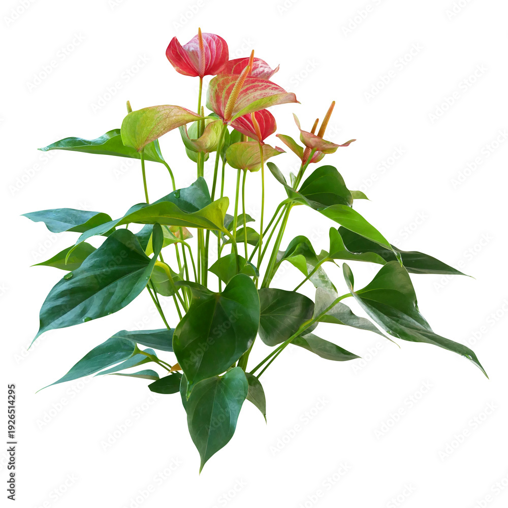 Obraz premium Tropical anthurium plant with lush green leaves isolated on transparent background