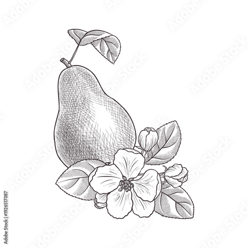 vector vintage drawing fruit, pear with flowers and leaves isolated at white background, hand drawn illustration