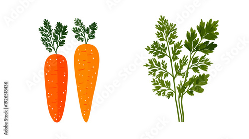 Colorful illustration of two carrots with green tops and a bundle of green leaves
