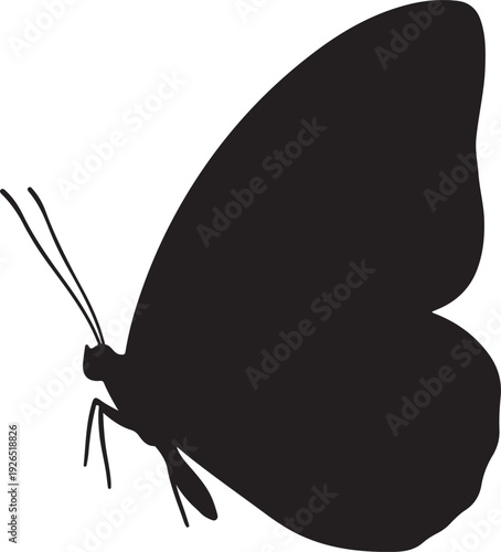 Detailed black silhouette of a butterfly in profile, showcasing delicate wings and antennae, representing nature, transformation, and delicate beauty.