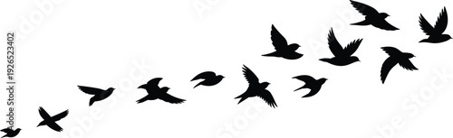 PrintBird flight silhouettes collection, flying bird vector illustration, avian wing motion artwork, nature outline graphics, wildlife design elements, dynamic posture icons