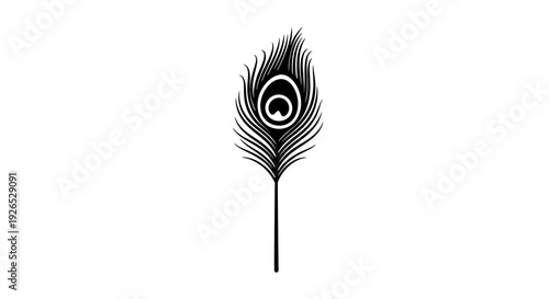 Isolated black and white illustration of a peacock feather on transparent background