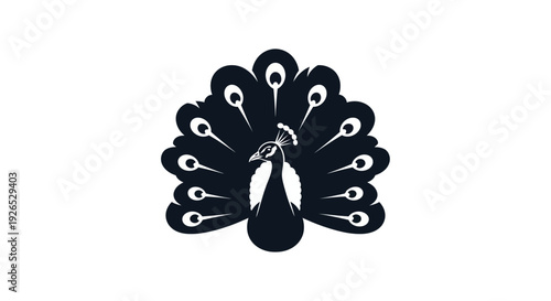 Peacock illustration viewed from the front showcasing its majestic plumage and vibrant tail feathers in a graphic design