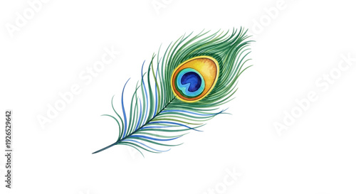 Vibrant peacock feather illustration showcasing intricate details and colors from a close-up perspective.
