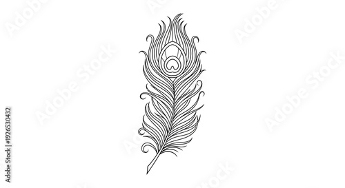 An intricately designed feather illustration showcasing elegance and simplicity as a standalone graphic element.