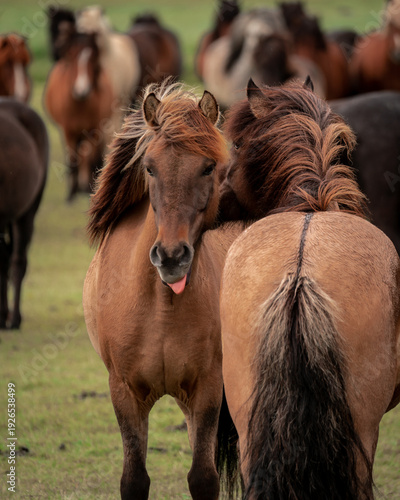 View of Icelandic horses roam free, their manes flowing in the wind, a playful one sticks its tongue out amidst the herd, Reykjavik, Reykjavikurborg, Iceland.