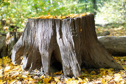 Photos old tree stump