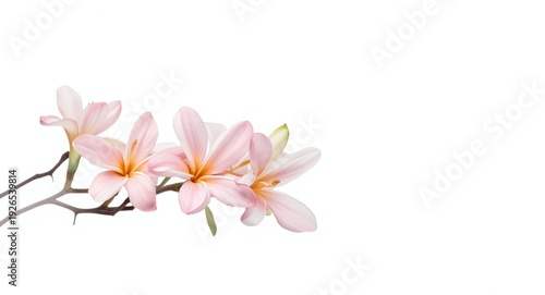 White backdrop showcasing a pink and white plumeria flower branch isolated with clipping path
