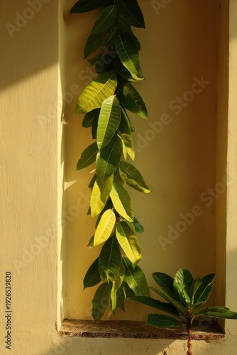 Tropical green plant with hanging leaves in a sunlit wall niche for interior design poster background and decor layout