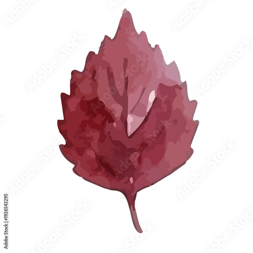 Watercolor Umeboshi Illustration／梅干し・赤紫蘇