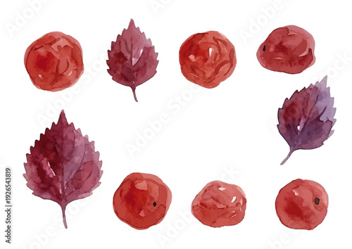 Watercolor Umeboshi Illustration／梅干し・赤紫蘇