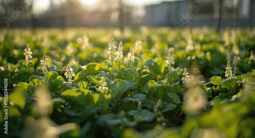 Nicotiana crop thriving healthfully with abundant natural sunlight in a confined outdoor space