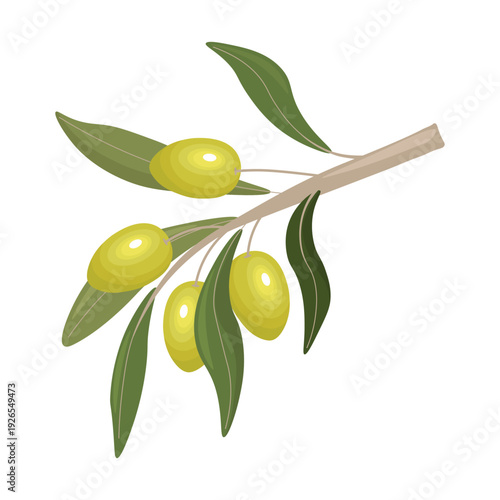 Olive Branch with Green Olives and Leaves Isolated on White