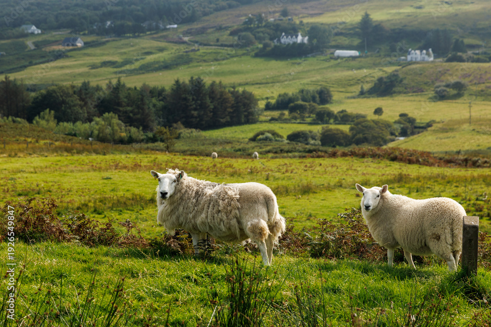 Obraz premium Domestic sheep grazing in a green Scottish Highland landscape