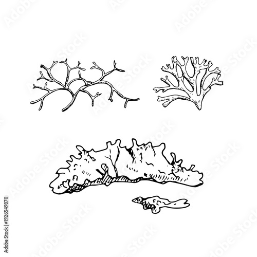 Black and white line art of taiga mosses and lichen forms. Hand-drawn ink illustration. Suitable for botanical prints, eco branding, packaging, textiles, and educational materials.