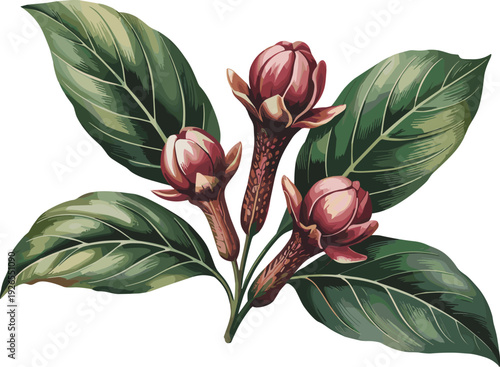 Vintage botanical illustration of aromatic clove spice flower buds with green leaves for culinary food packaging organic herbal medicine and kitchen design