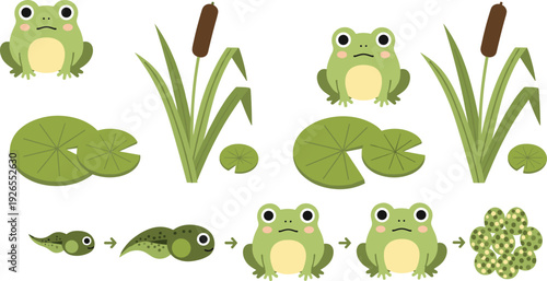 Frog life cycle cartoon collection, cute amphibian stages vector illustration isolated on white background for education design