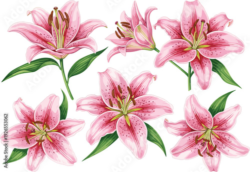 Beautiful Pink Lily Flower Vector Set Featuring Blooming Stargazer Lilies with Green Leaves for Wedding Invitations, Greeting Cards, Floral Backgrounds, and Nature Decorations