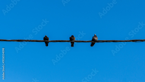 Three pigeons are standing on a wire and behind them is a beautiful blue sky