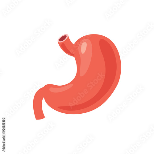 Human stomach digestive organ illustration