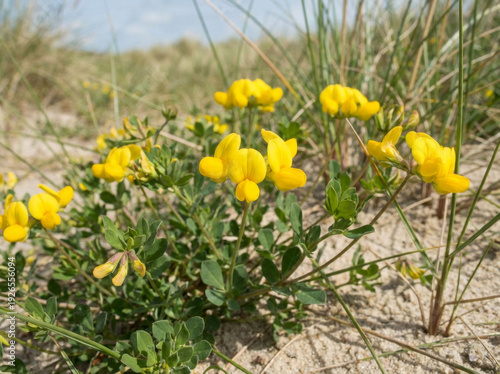 Small yellow flowers blooming in the sand dunes with green foliage.