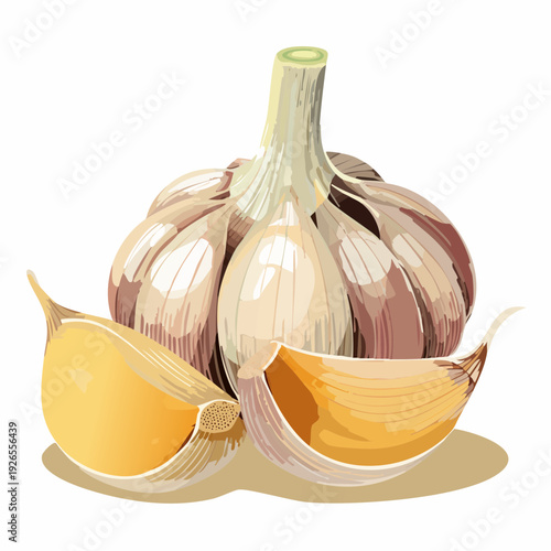A detailed illustration of a garlic bulb with cloves separated, showcasing culinary ingredients on a white background from a front viewpoint