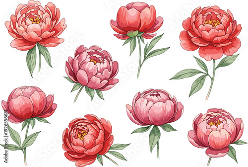 Elegant Pink Peony Flower Vector Set Featuring Blooming Blossoms and Buds for Wedding Invitations, Romantic Floral Backgrounds, and Beauty Product Packaging Designs