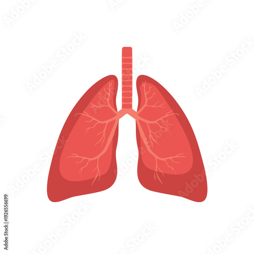 Human lungs  illustration