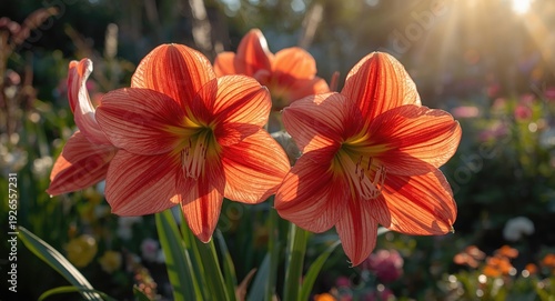 Vibrant Amaryllis blossoms glowing under warm outdoor sunlight in a colorful garden