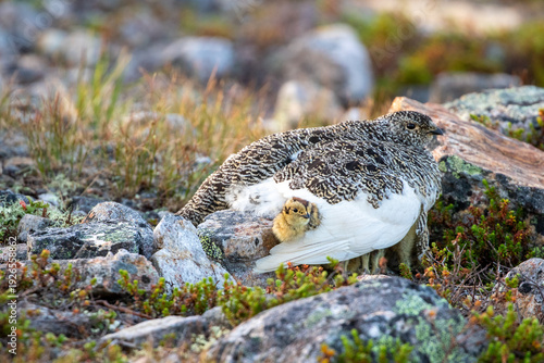 Beautiful bird of northern regions, Rock ptarmigan, Lagopus muta with chicks resting calmly on a stony ground in Northern Finland, Europe
