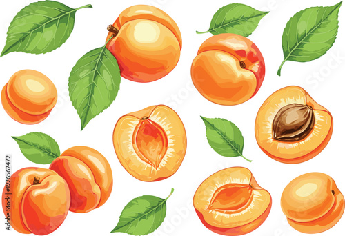Fresh Orange Apricot Fruit Vector Set with Whole Fruits and Sliced Halves with Pits and Green Leaves for Healthy Food Packaging and Summer Juice Branding