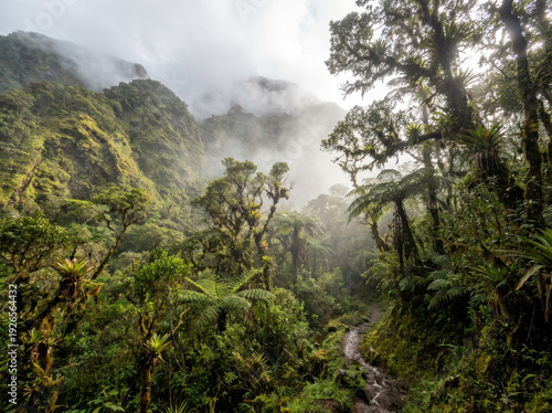 Misty rainforest canopy with lush green vegetation and ancient trees shrouded in fog.