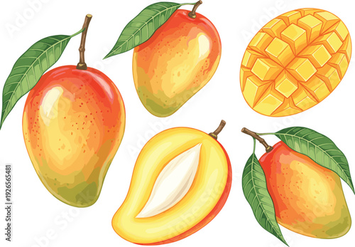 Fresh Ripe Mango Fruit Vector Illustration Set with Whole Mangoes Sliced Pieces and Green Leaves for Healthy Food Juice Packaging and Summer Desserts