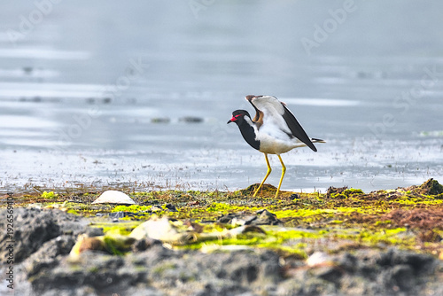 A Red wattled Lapwing on the bank of a lake