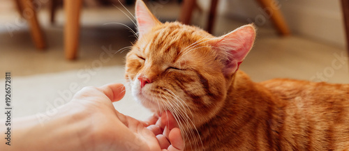 Hand petting ginger tabby cat head showing affection