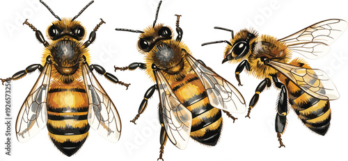 Realistic Honey Bee Vector Set Featuring Detailed Bumblebees for Nature Education Graphics, Honey Product Packaging, Organic Farm Branding, and Summer Garden Illustrations