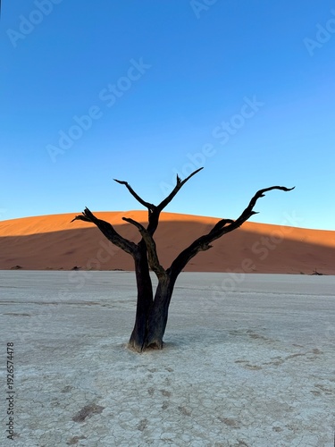 Canvas-taulu Dead tree in Deadvlei Namibia