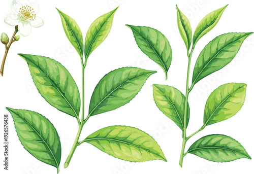 Set of Fresh Green Tea Leaf Vector Illustrations with White Camellia Sinensis Blossom for Organic Herbal Tea Packaging and Healthy Wellness Beverage Branding Designs