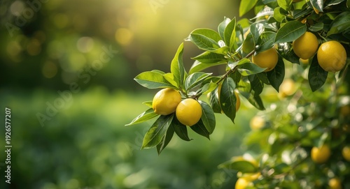 Female citrus limon Siracusa lemon cultivar branch with leaves