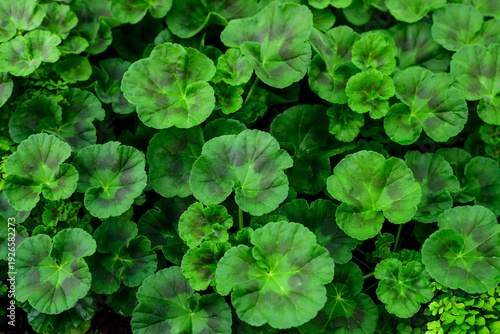 Tableau sur toile Close up photo of pelargonium zonale leaf, Nature  background.