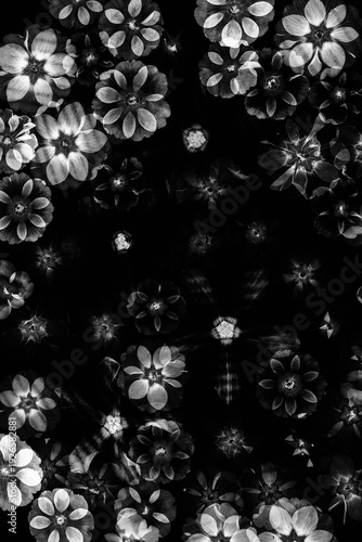 Czarno-białe tło z suszonych wiosennych kwiatów, kompozycja botaniczna z pierwiosnków